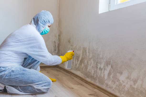 Mold inspector in Dumont performing thermal imaging