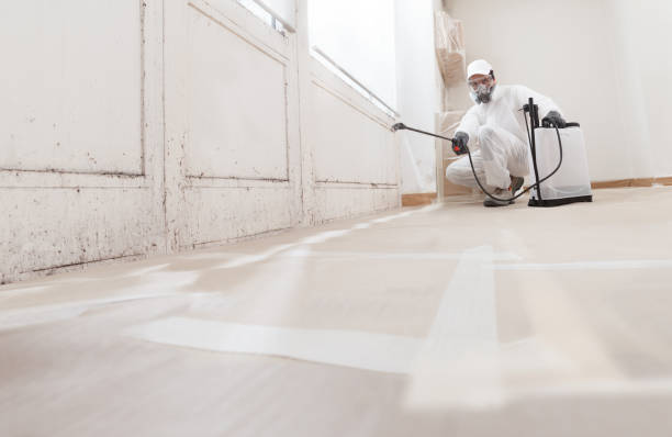 Black mold remediation team in Dumont